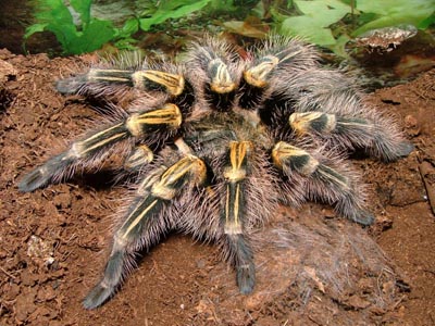 паук