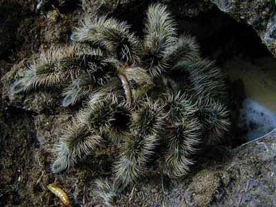 Птицеед Brachypelma albopilosum