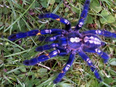 Птицеед Poecilotheria metallica