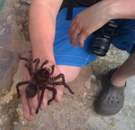Птицеед-голиаф (Theraphosa blondi)