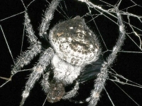 Мадагаскарский паук (Caerostris darwini)