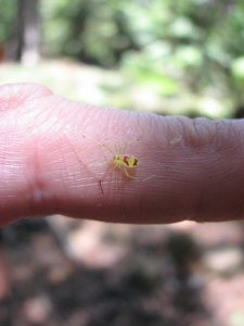 Улыбающийся паук (Theridion grallator)