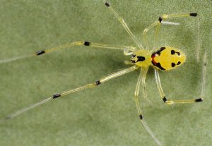 Улыбающийся паук (Theridion grallator)