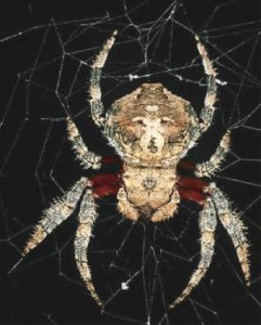 Мадагаскарский паук (Caerostris darwini)