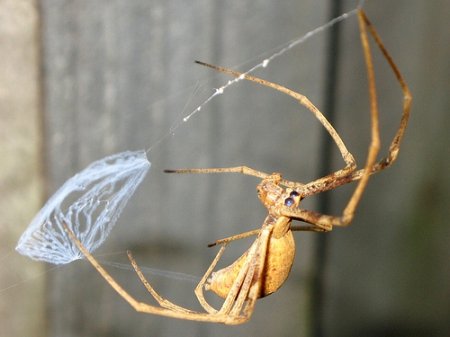 Паук-гладиатор (Deinopis subrufa)