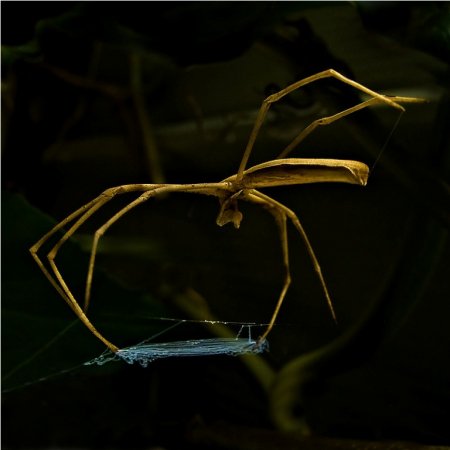Паук-гладиатор (Deinopis subrufa)