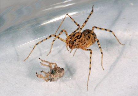 Пауки-плеваки (Scytodidae)