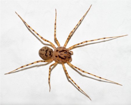Пауки-плеваки (Scytodidae)