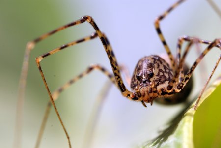 Пауки-плеваки (Scytodidae)