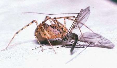 Пауки-плеваки (Scytodidae)