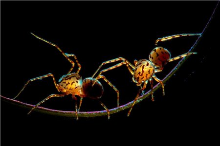 Пауки-плеваки (Scytodidae)