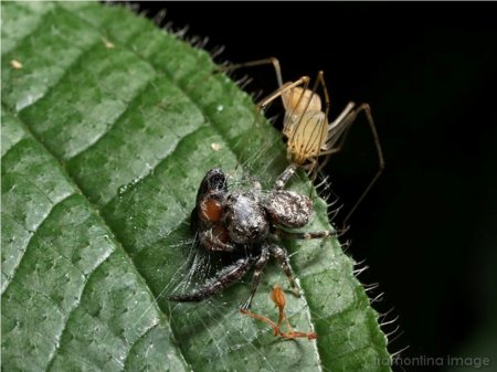 Пауки-плеваки (Scytodidae)