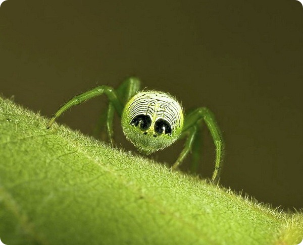 Паук Araneus