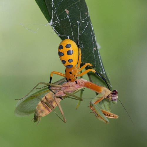 Восьмиточечный паук-краб (Platythomisus octomaculatus