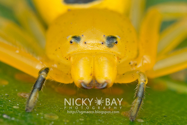 Восьмиточечный паук-краб (Platythomisus octomaculatus