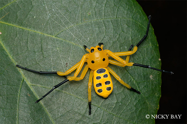 Восьмиточечный паук-краб (Platythomisus octomaculatus